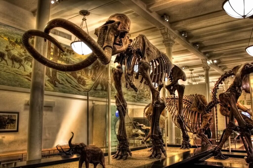 American Museum of Natural History à New York - Mammouth- Musée Américain d'histoire naturelle - Odyssée Américaine