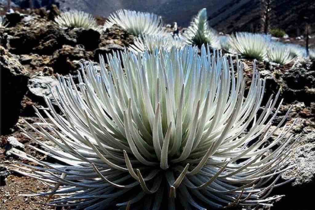 végétation d'espèces endémiques dans le parc national, maui, hawaii