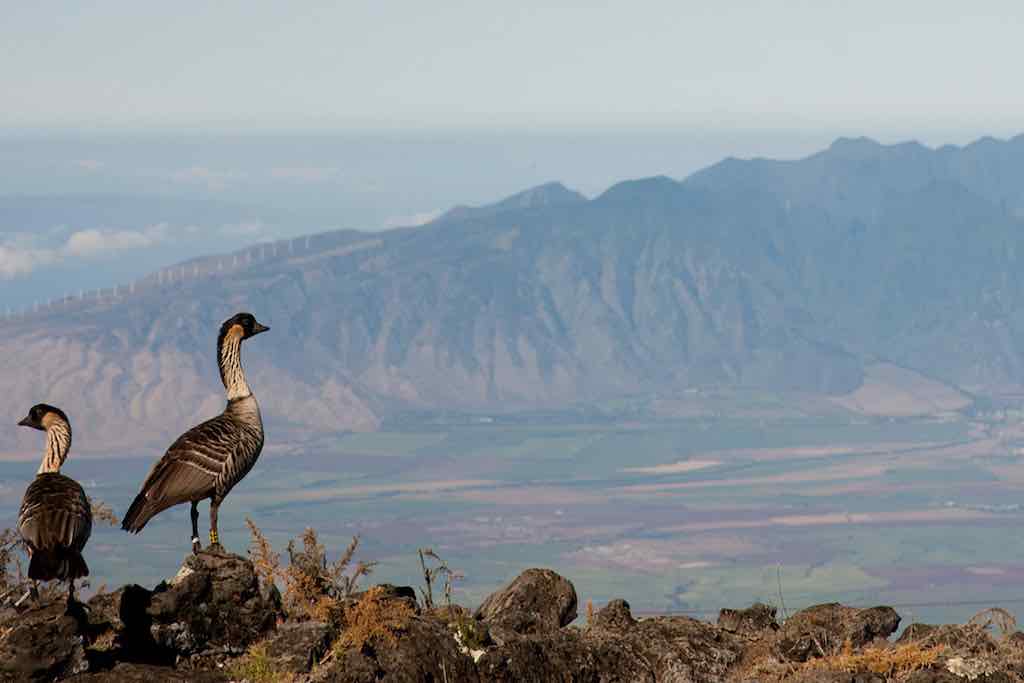 Photo dans le parc national Haleakala du néné, espèce rare et protégée du Parc Haleakala, maui, hawaii