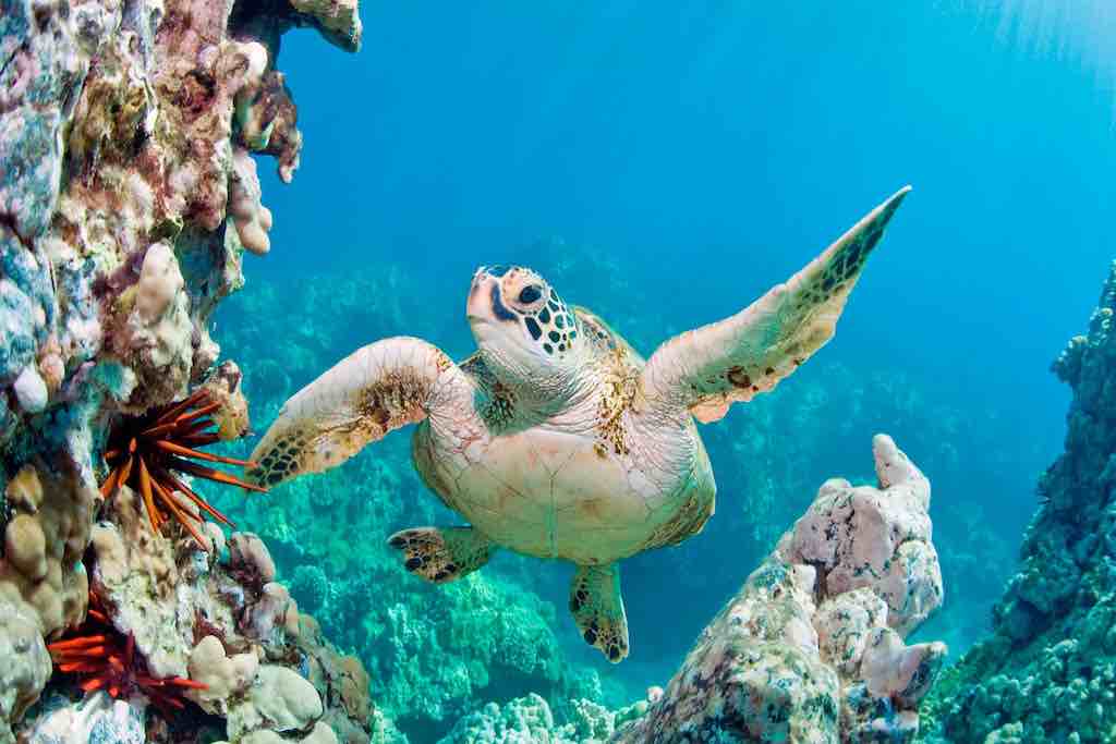 photo d'une tortue dans l'archipel d'Hawaii. la préservation de l’espèce est une priorité présentation archipel Hawaii - Odyssée Américaine