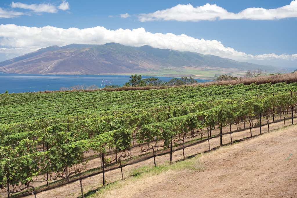 le seul vignoble de l'archipel d'Hawaii. vignes winery produisant aussi du vin d'ananas.