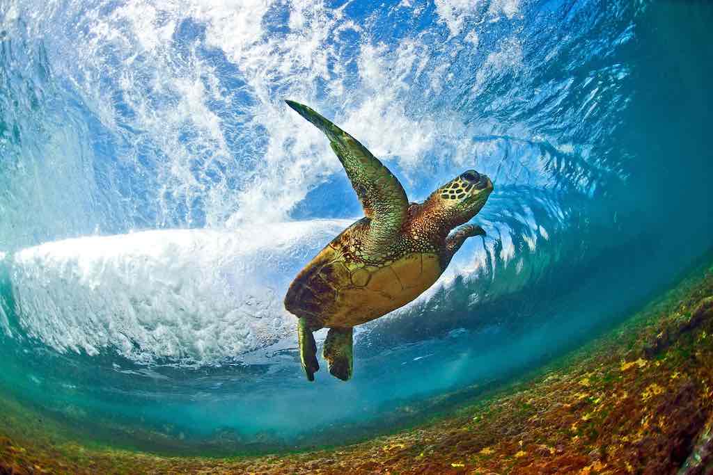 une tortue nageant dans les eaux turquoises à Hawaii